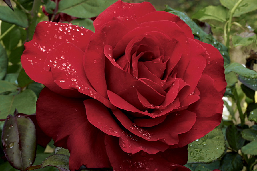 Oprah's Legend, red rose