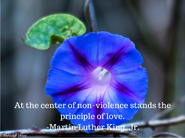 Morning glory, MLK Jr. quote about nonviolence