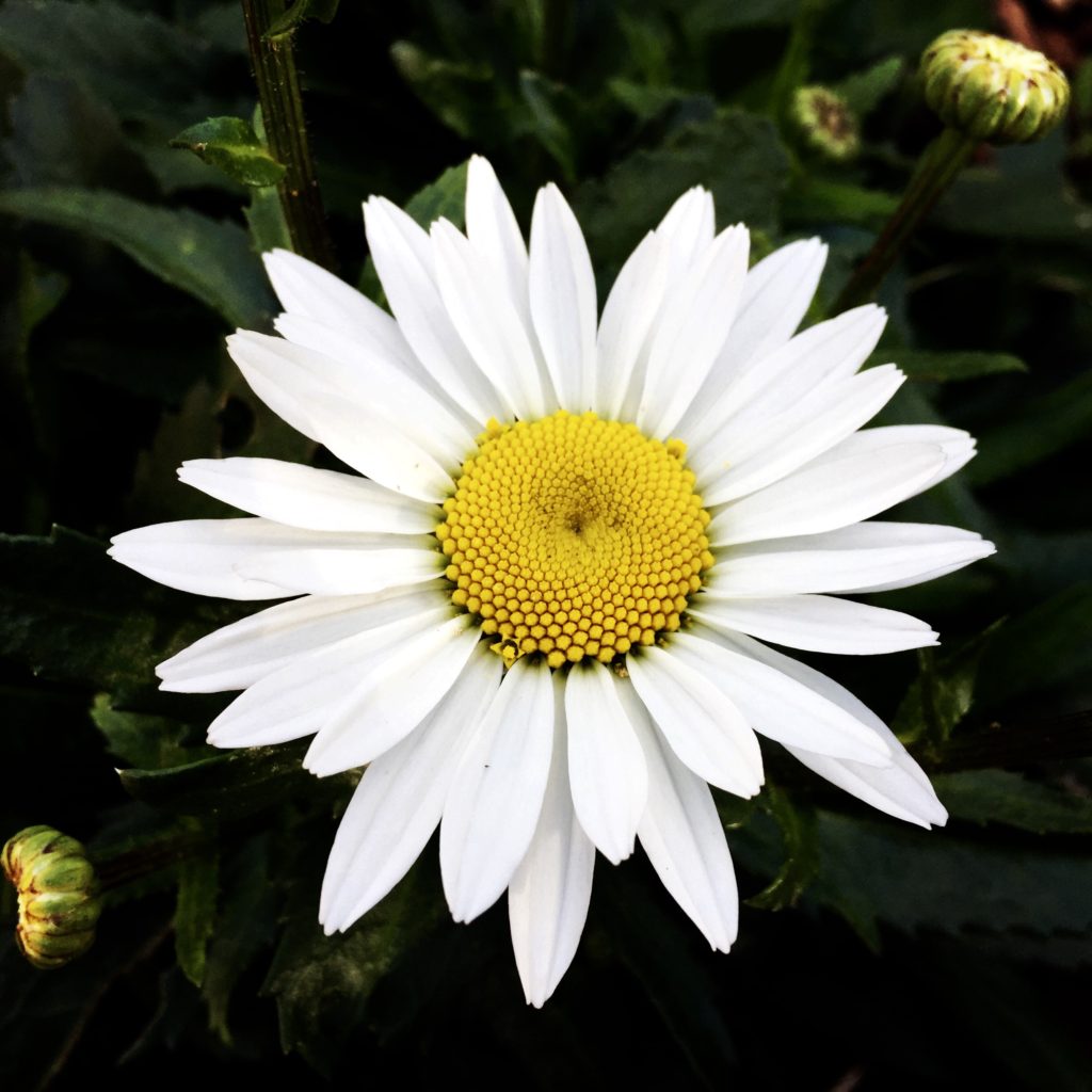 daisy, shasta daisy, flower, white flower