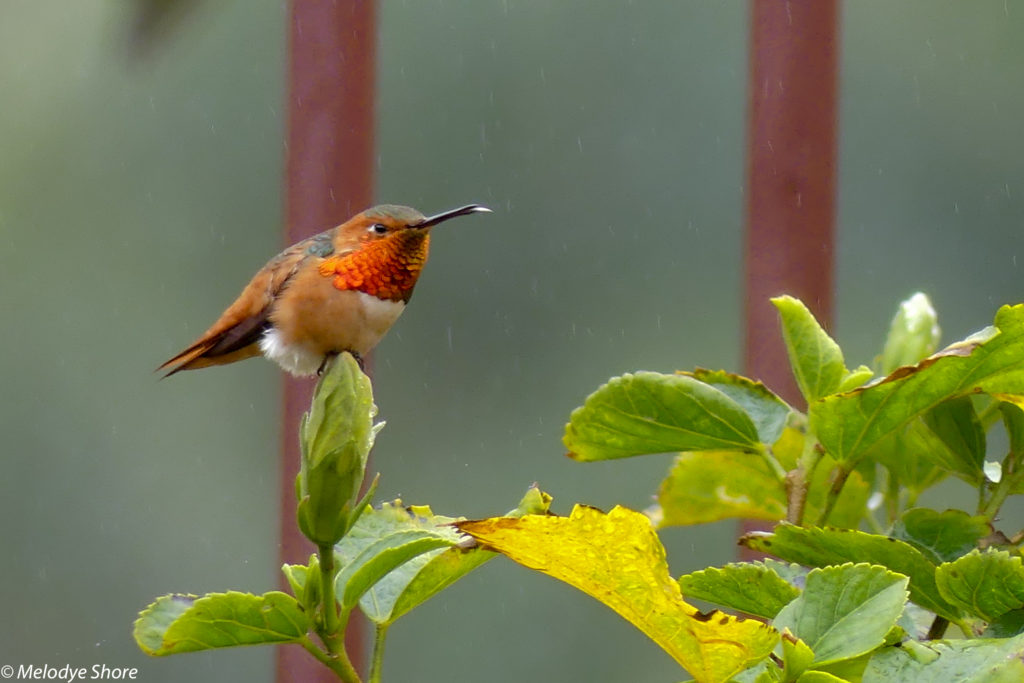 hummingbird, backyard, allen's hummingbird