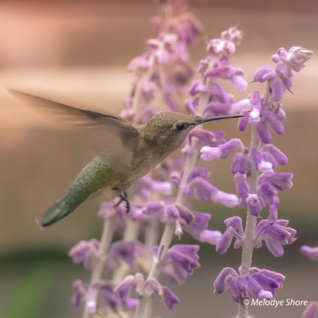 hummingbird, soften your gaze, Santa Barbara Sage