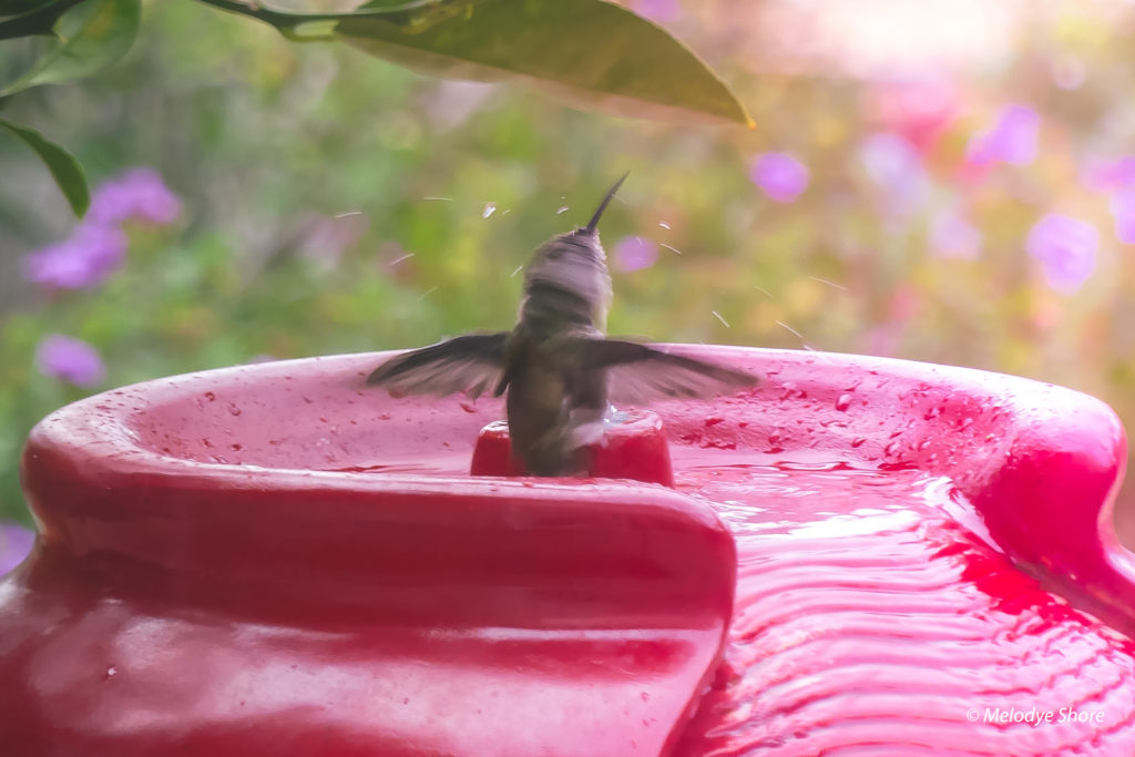 hummingbird fountain at sunrise