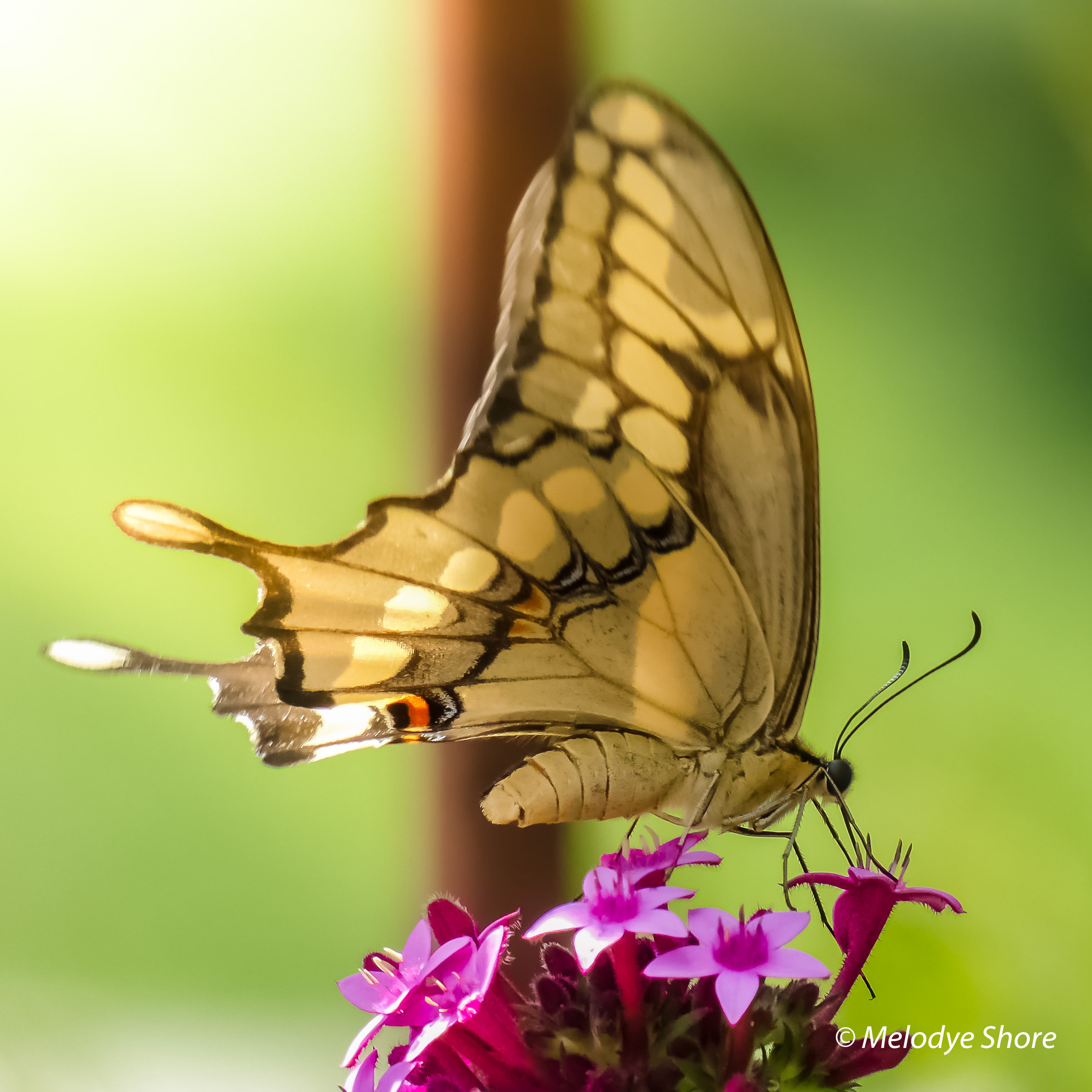 Swallowtail